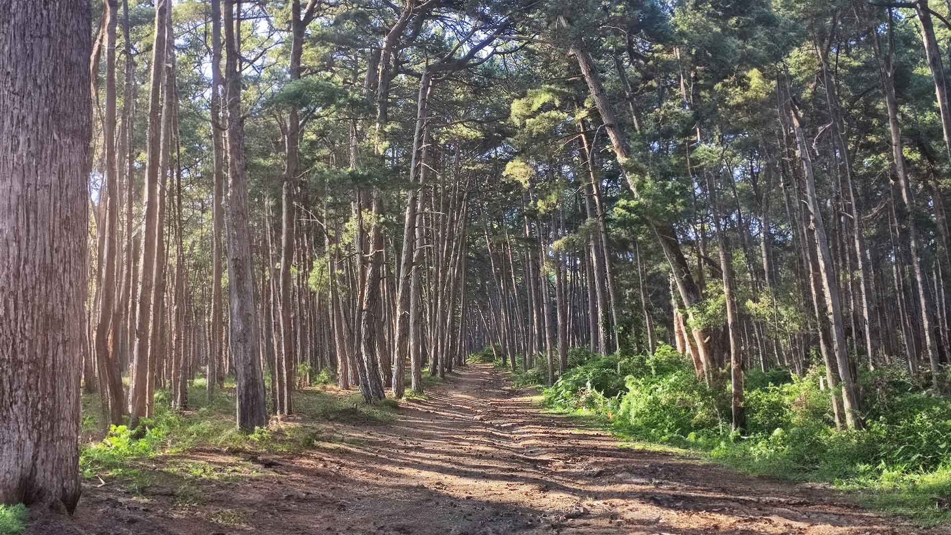 forest vrmac tivat hiking